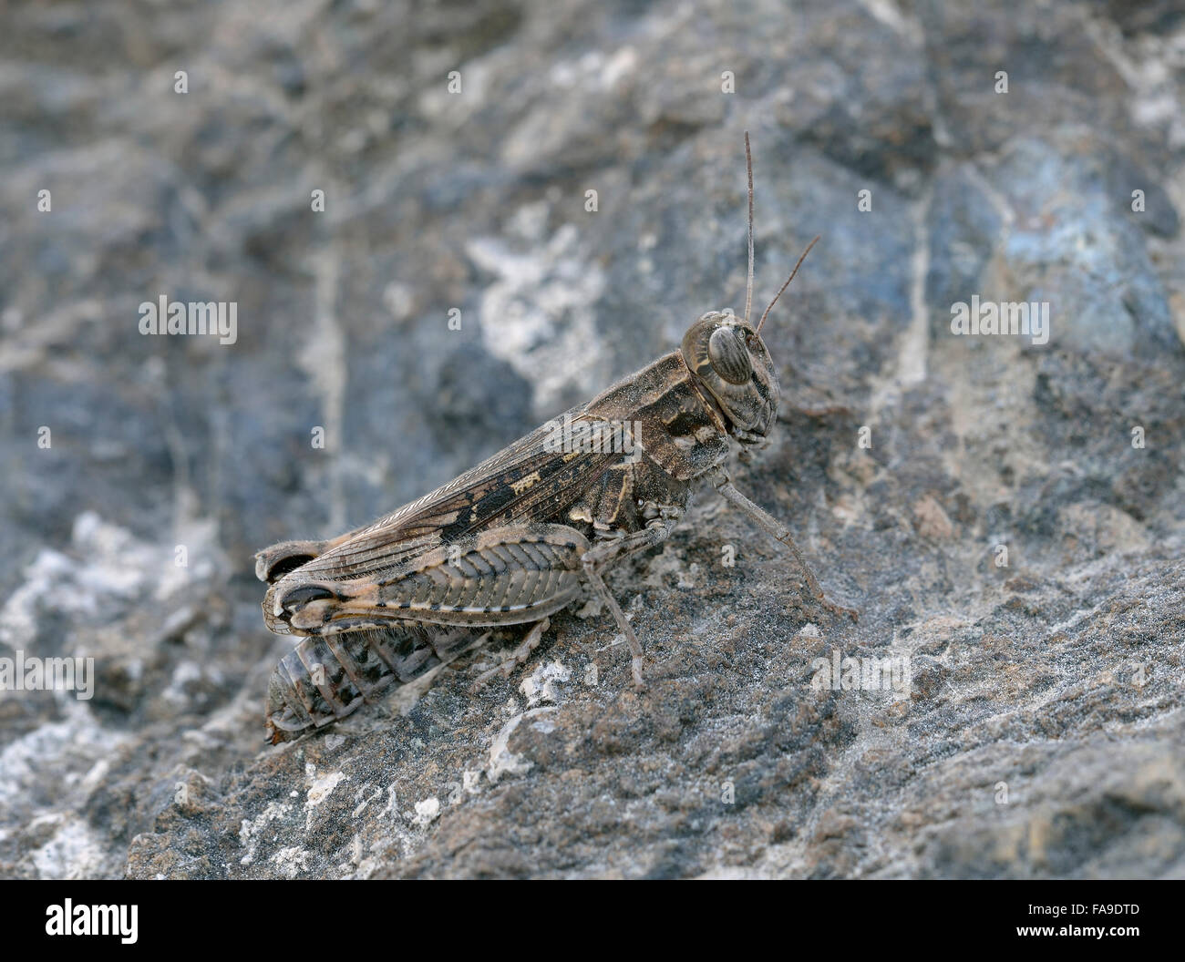 Italienische Locust - Calliptamus Italicus große Heuschrecke Pest Stockfoto