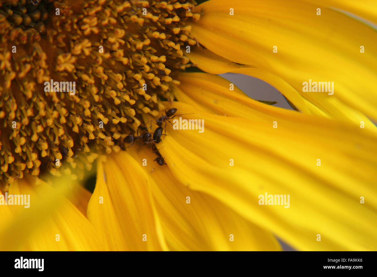 Garten Ameisen (Myrmica SP.) Angriff auf eine Pollen Käfer auf einer Sonnenblume (Helianthus sp.) Stockfoto