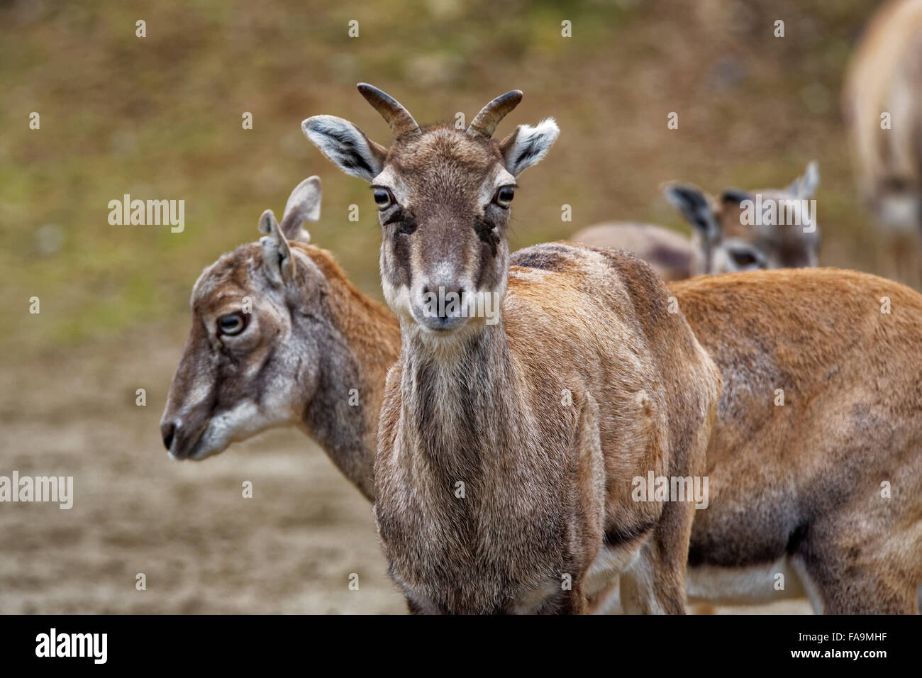 Blauschafe oder Himalaya blaue Schafe oder Naur (Pseudois Nayaur) ist ein Caprid in der hohen Himalaya Indien, Nepal, Bhutan, Tibet gefunden. Stockfoto