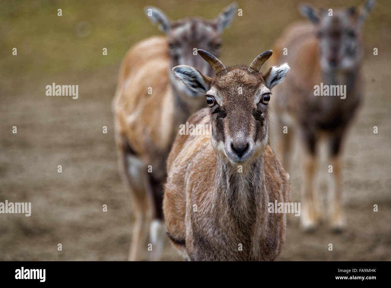 Blauschafe oder Himalaya blaue Schafe oder Naur (Pseudois Nayaur) ist ein Caprid in der hohen Himalaya Indien, Nepal, Bhutan, Tibet gefunden. Stockfoto