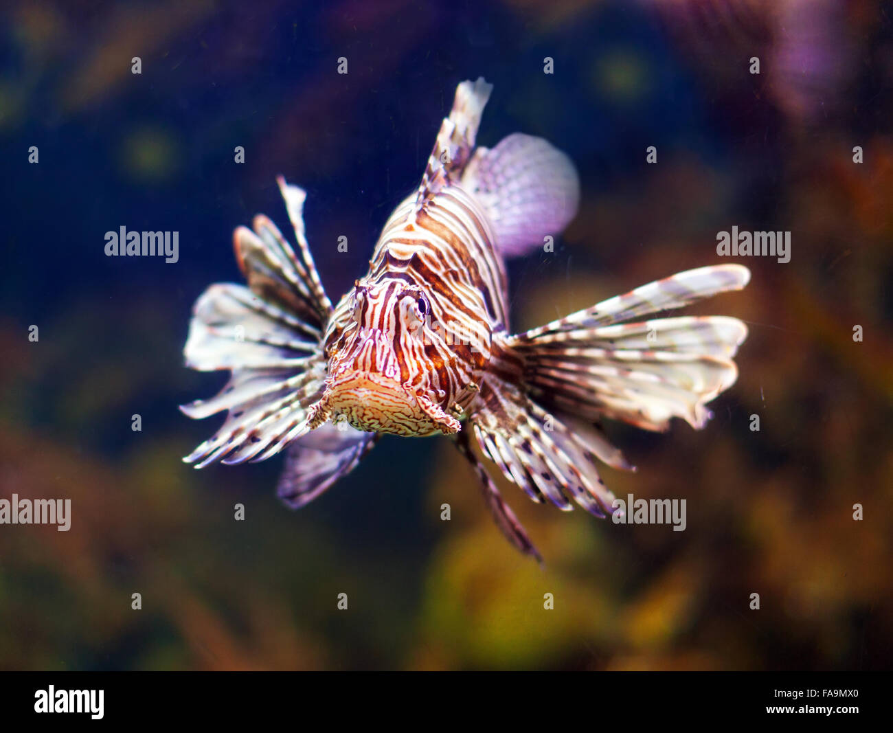 Rote Feuerfische - giftige Fische im Wasser des Meeres Stockfoto