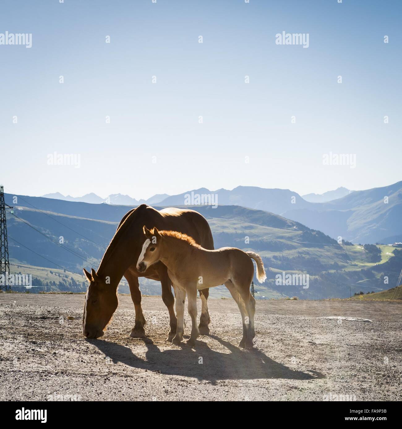Fohlen und Stute Stockfoto