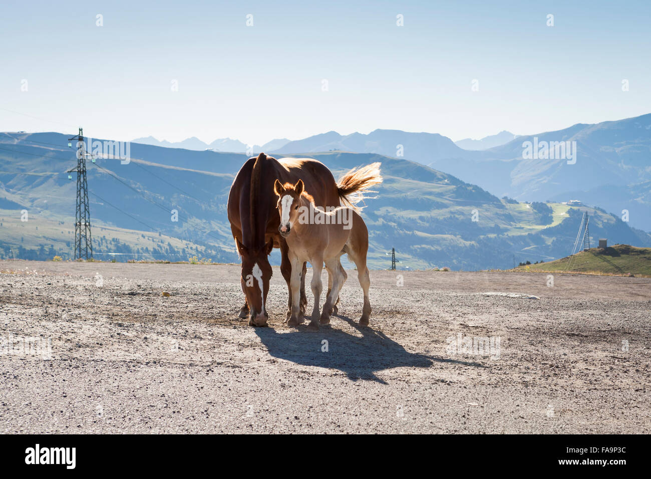 Fohlen und Stute Stockfoto