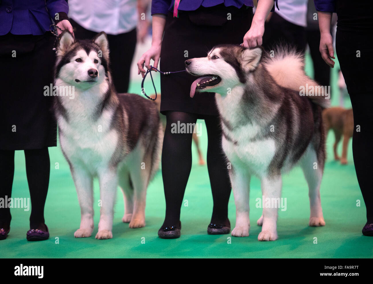 Crufts Dog Show im NEC, Birmingham - Siberian Husky-Hunde zeigen im Abschnitt Breeders Cup Deutschland 2015 Stockfoto