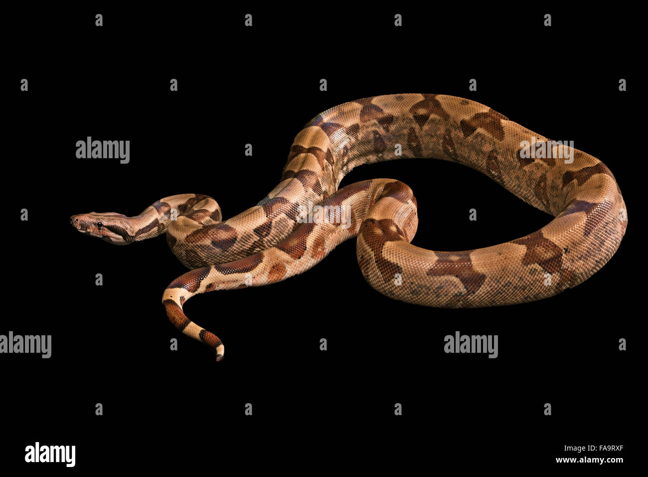 Boa constrictor auf schwarzem Hintergrund isoliert Stockfoto