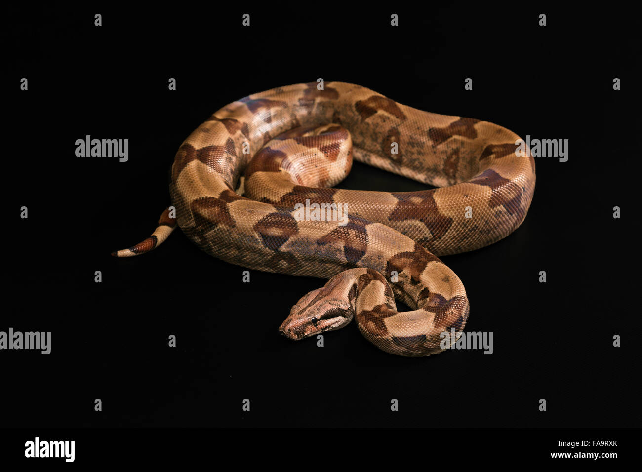 Boa constrictor auf schwarzem Hintergrund isoliert Stockfoto