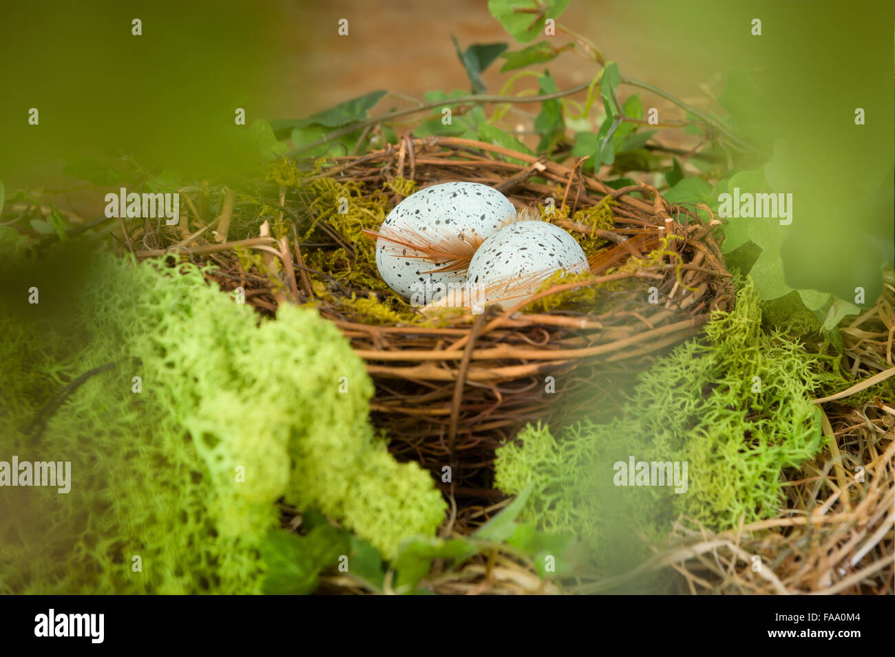Blick durch verschwommene Blätter in ein Vogelnest mit blauen Eiern Stockfoto