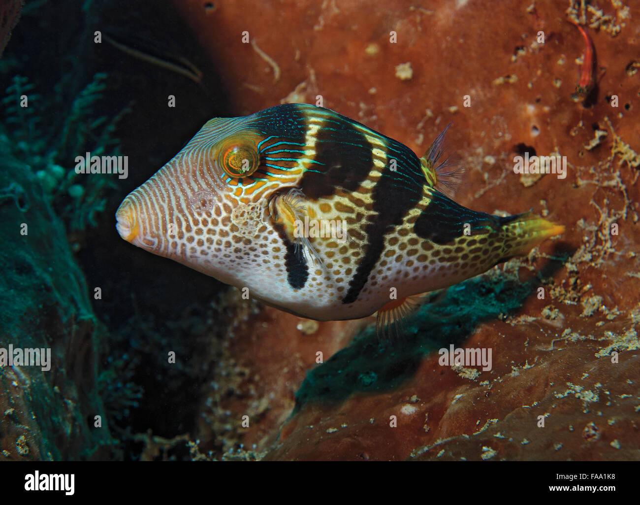 Schwarz-gesattelt Toby, Canthigaster Valentini, am Korallenriff in Tulamben, Bali, Indonesien Stockfoto
