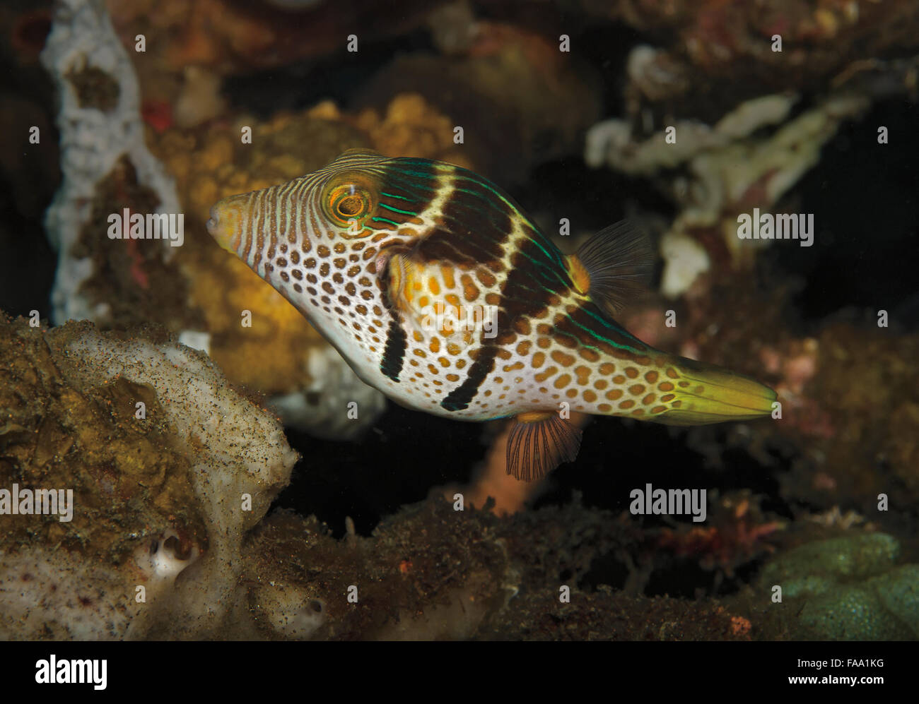 Schwarz-gesattelt Toby, Canthigaster Valentini, am Korallenriff in Tulamben, Bali, Indonesien Stockfoto