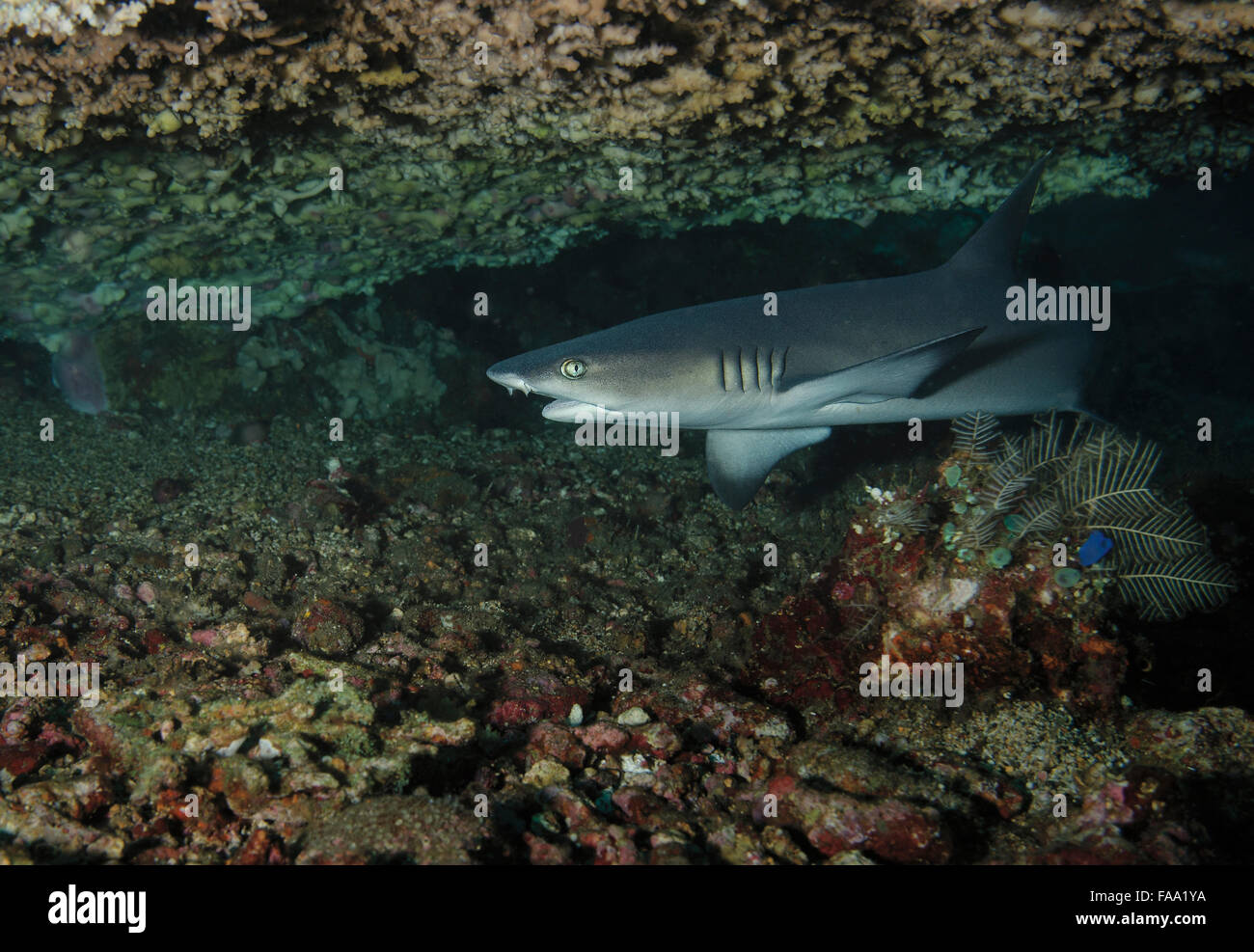 Juvenile White Tip Reef Shark, Triaenodon Obesus unter Tischkoralle in Tulamben, Bali, Indonesien Stockfoto