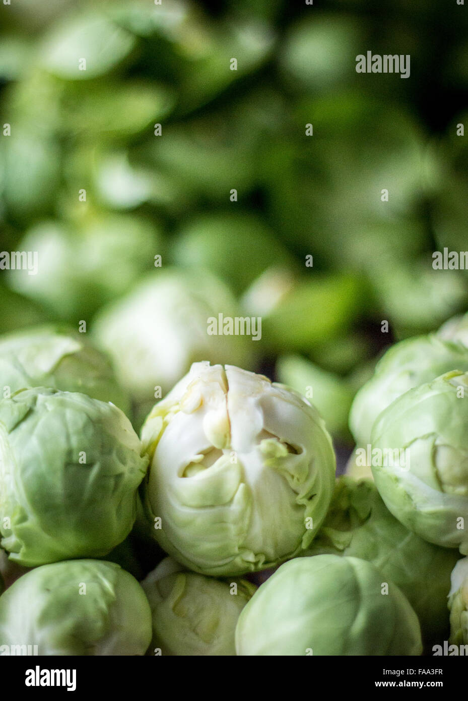 Rosenkohl vor Rosenkohl Peelings. Stockfoto