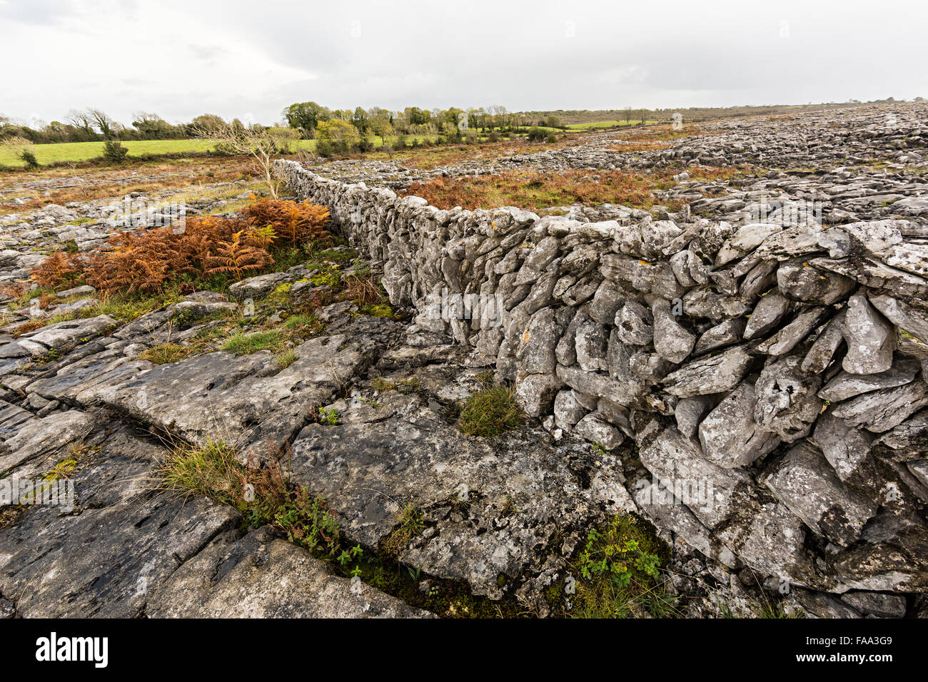 Trockenmauer in Kalkstein Pflaster, the Burren, Co. Clare, Irland Stockfoto