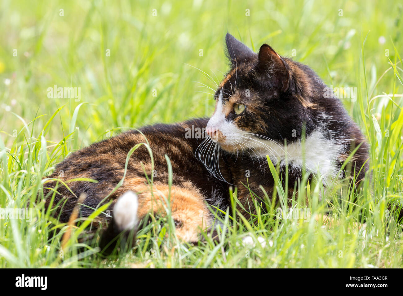Katze mit gras Fotos und Bildmaterial in hoher Auflösung Alamy