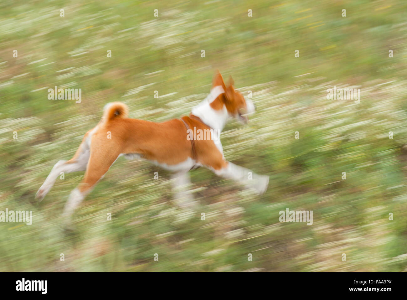 Ungestüm Basenji Hund galoppierenden im freien Stockfoto