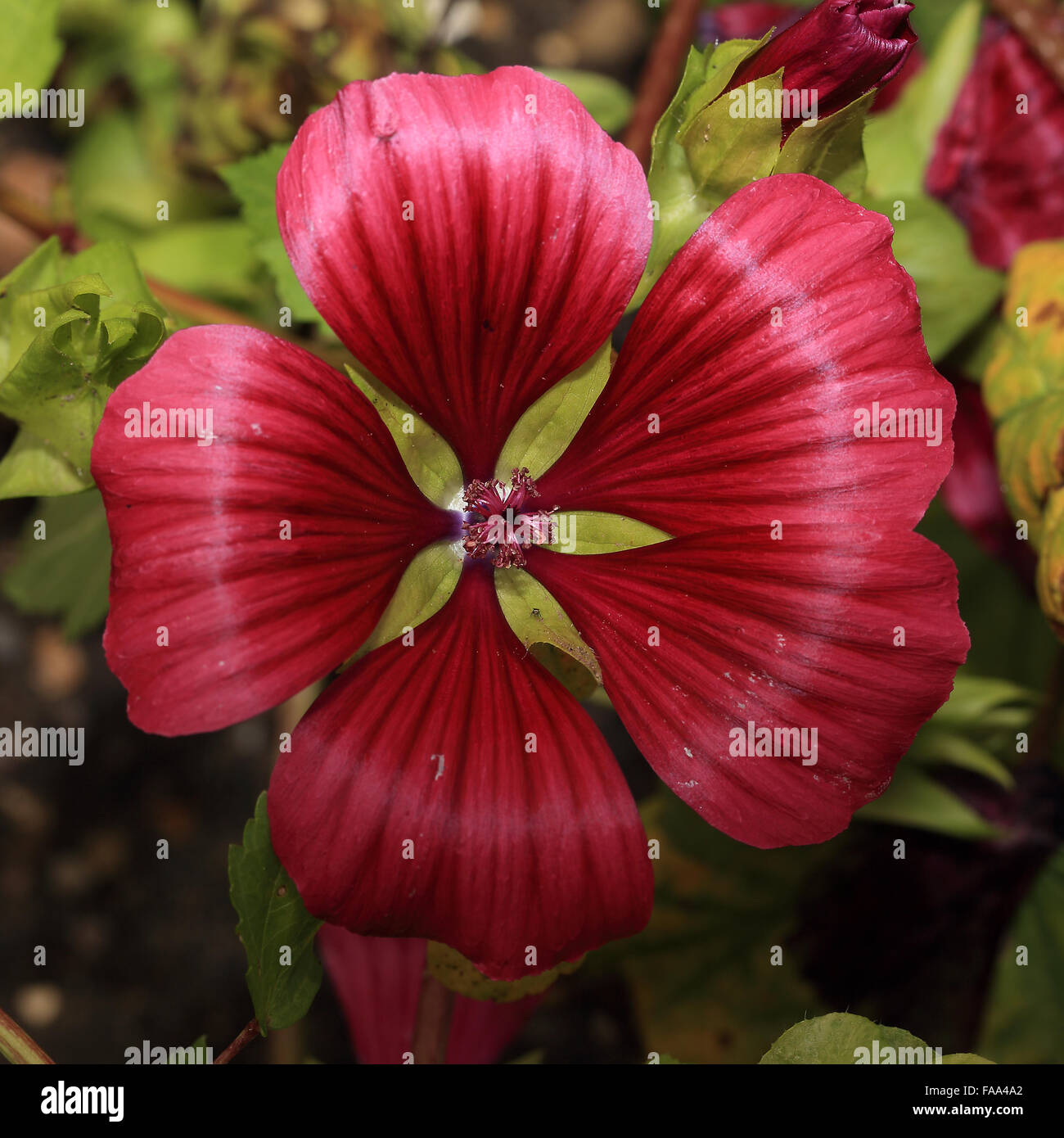 Jährliche Malope, (Malope Trfida) Blume, aus dem westlichen Mittelmeerraum. Stockfoto