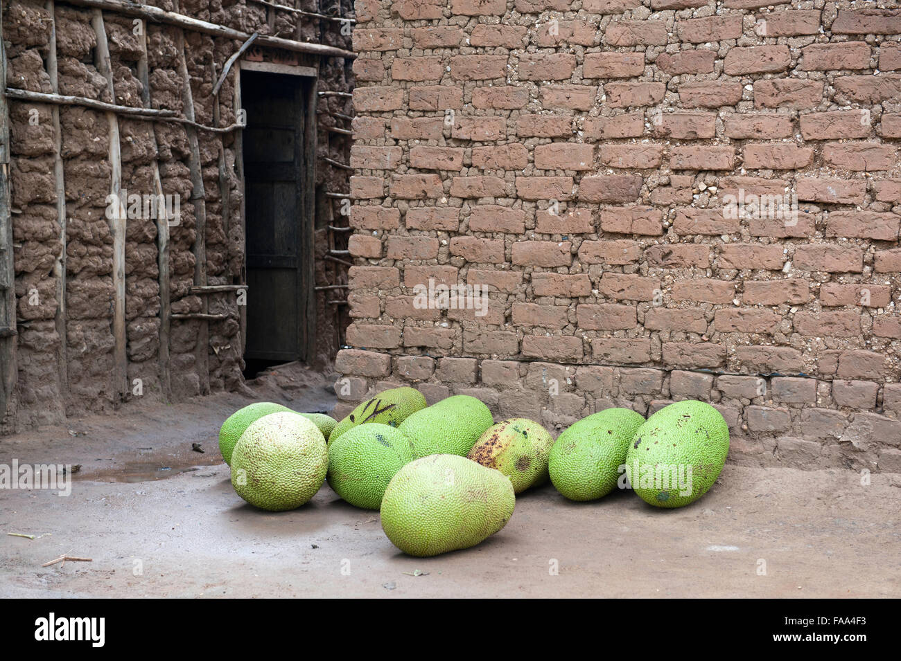 Einige jackfruit warten in einem Dorf in Gulu (Norduganda verkauft werden Stockfoto