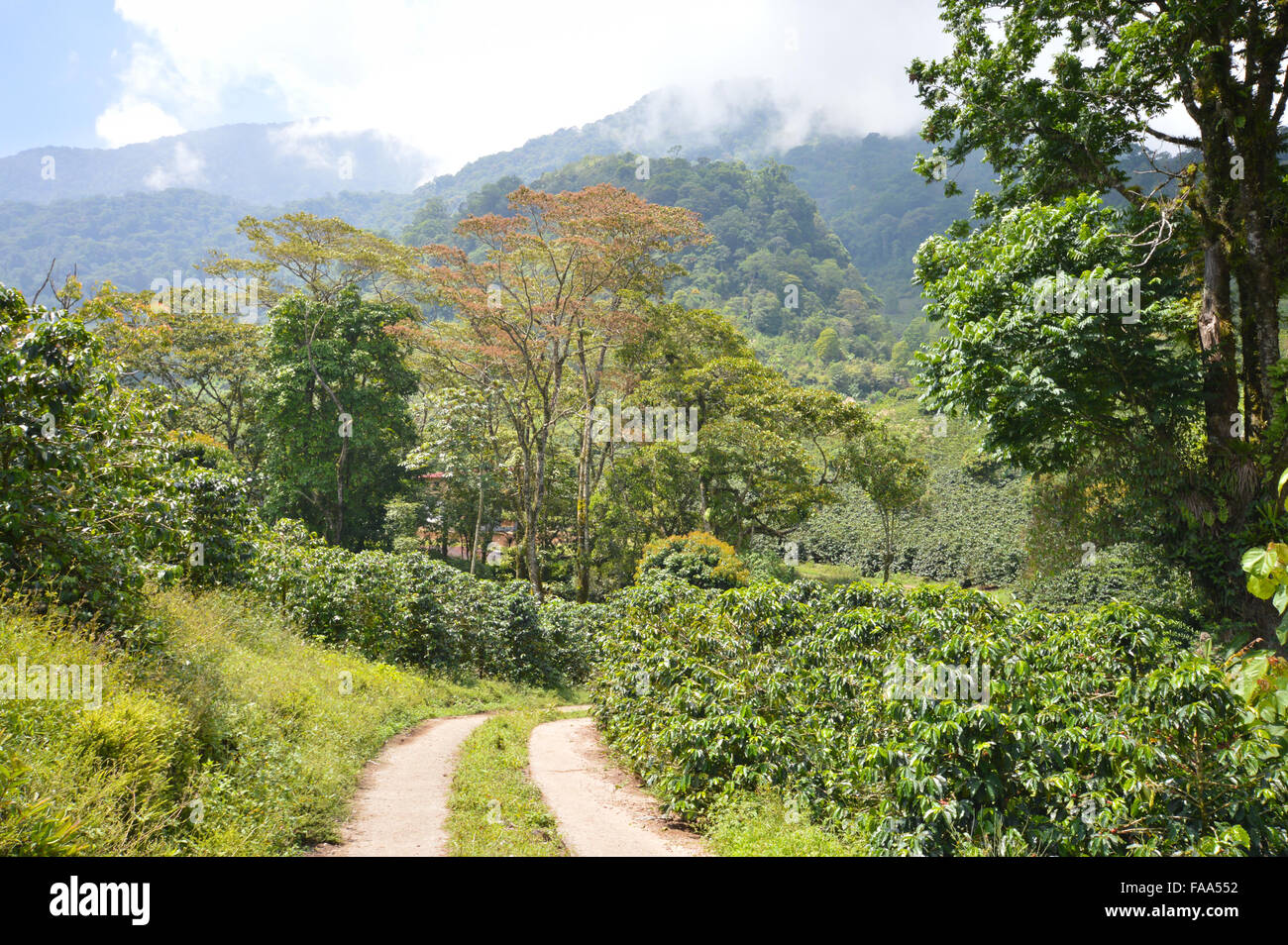 Weg in den Privatbesitz Kaffeeplantagen in den Hochländern der westlichen Honduras durch den Nationalpark Santa Barbara Stockfoto