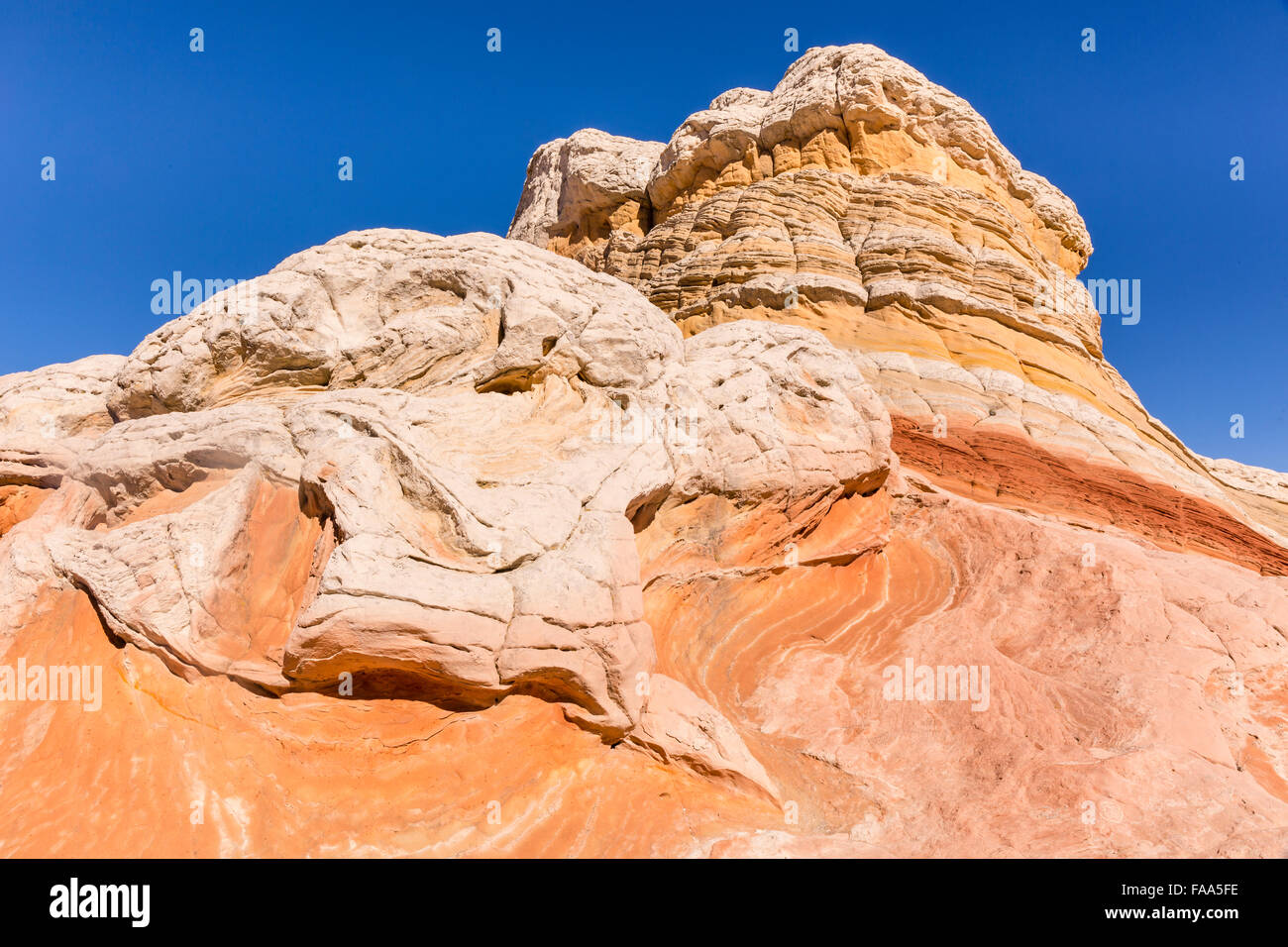 Ein Schildkröte-förmigen Felsen in den einzigartigen und remote White Pocket Felsformationen in Vermillion Cliffs National Monument in Arizona. Stockfoto