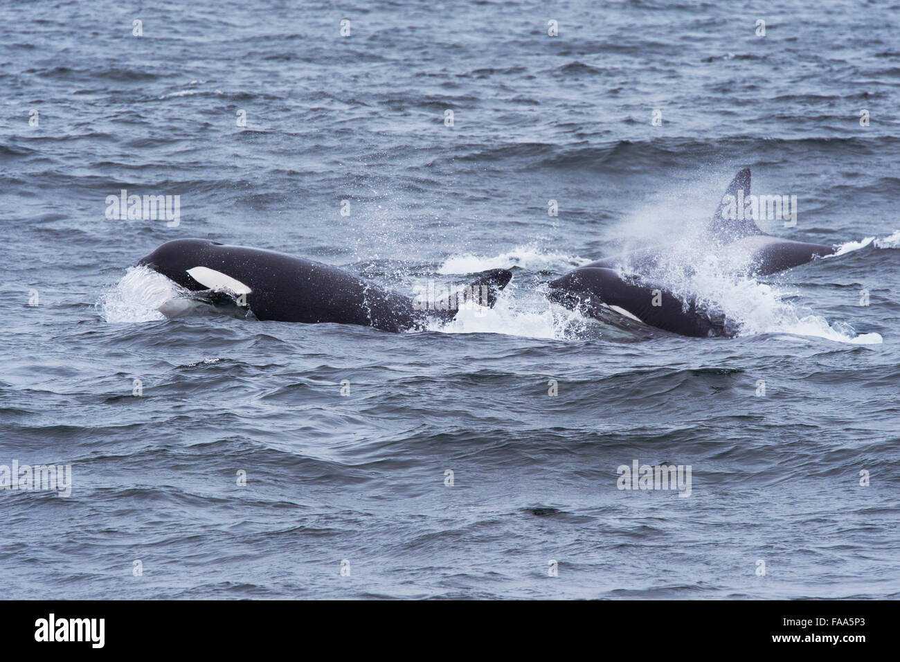 Transiente Schwertwal/Orca (Orcinus Orca). Drei adulte Weibchen auftauchen. Monterey, Kalifornien, Pacific Ocean Stockfoto