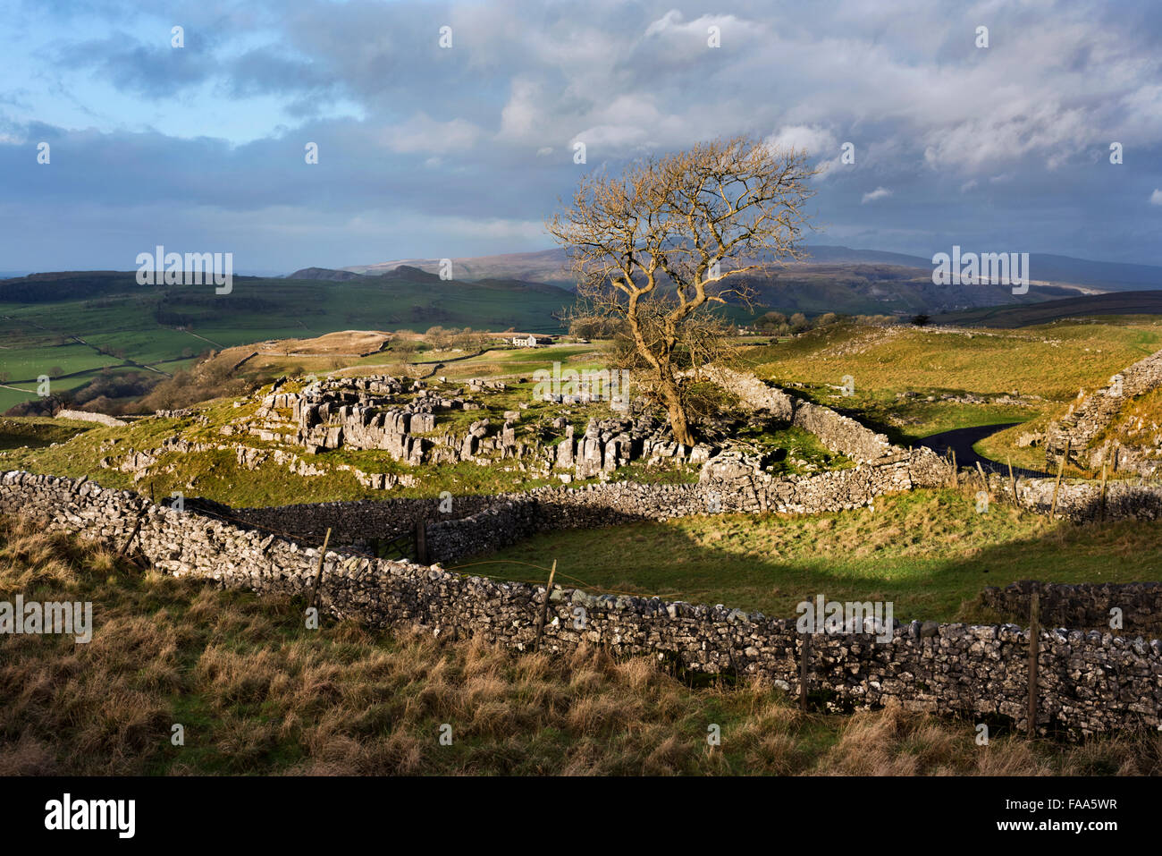 Einsamer Baum und Kalkstein Landschaft bei Winskill Steinen, in der Nähe von Settle, North Yorkshire, UK Stockfoto