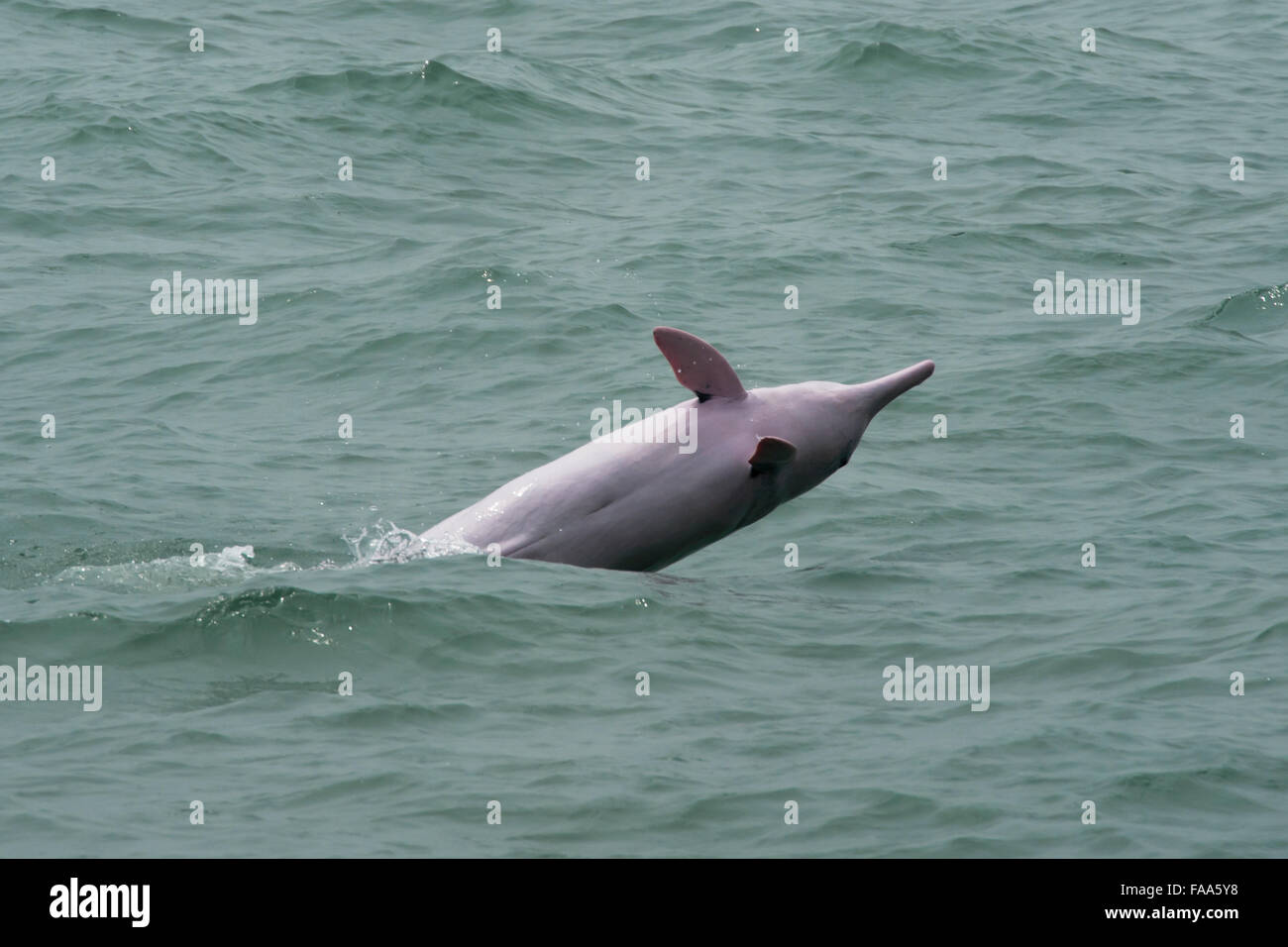 Weibliche Indo-pazifischen Buckelwal Delfin (Sousa Chinensis), verletzt. Hong Kong, Pearl River Delta. Stockfoto