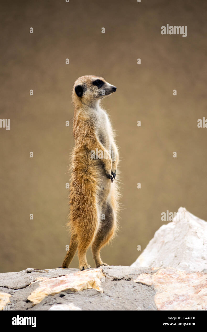 Erdmännchen (Suricata Suricatta) Stockfoto