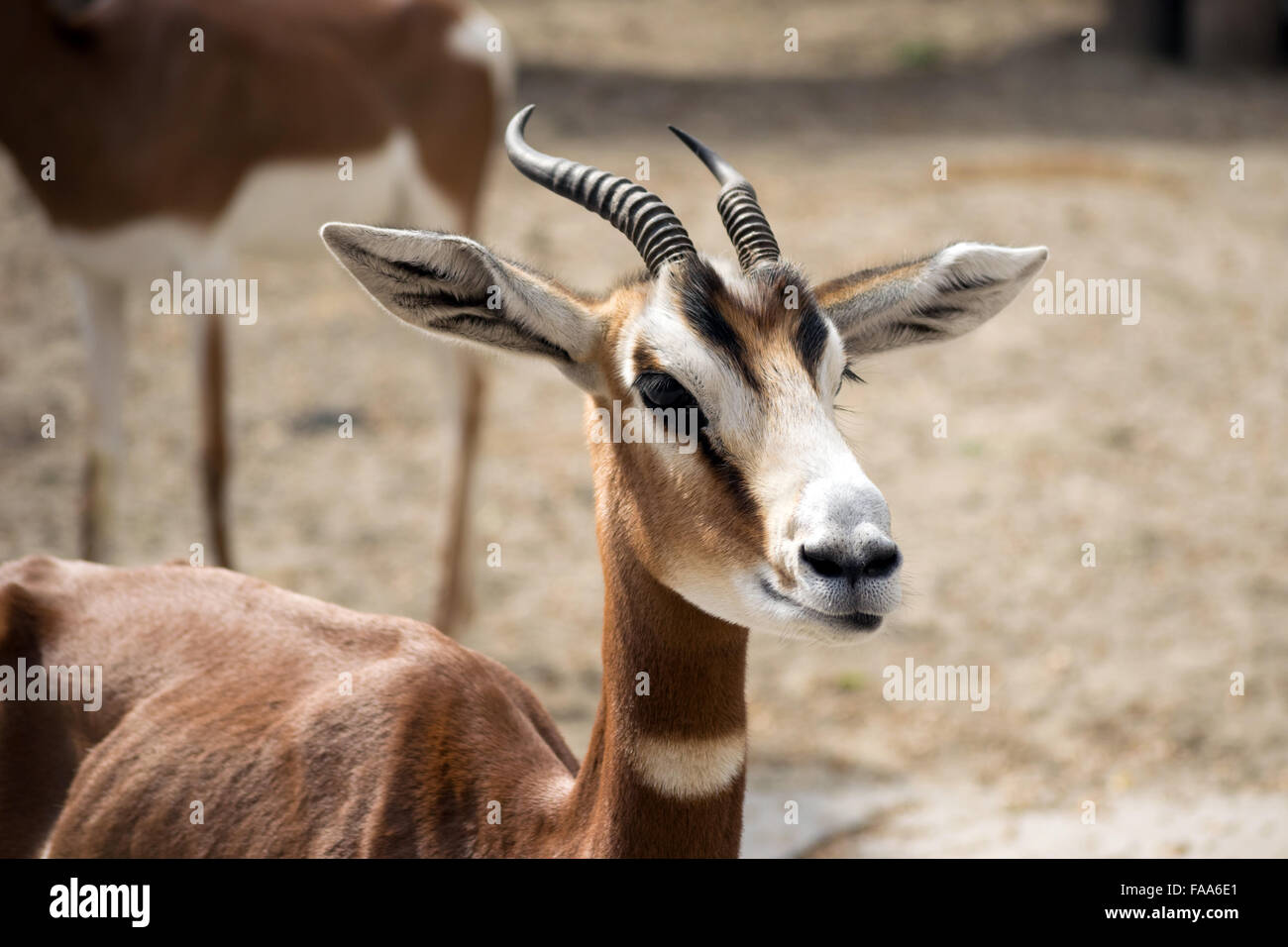 Dama Gazelle (Nanger Dama Mhorrgazelle) Stockfoto
