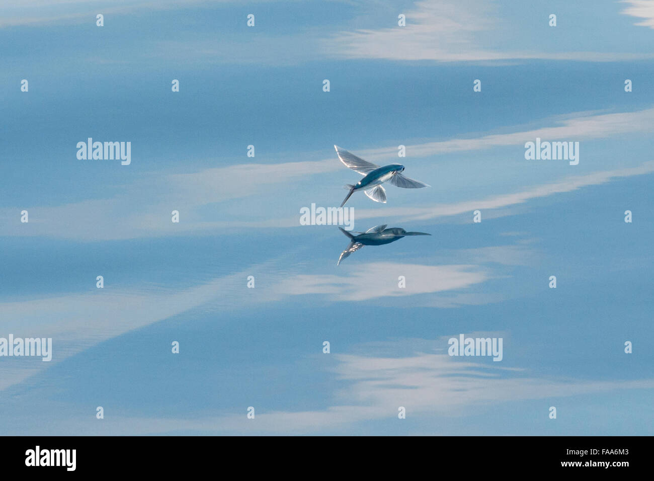 Fliegende Fische-Arten (wissenschaftlicher Name unbekannt) mit Reflexion sichtbar, Malediven, Indischer Ozean. Stockfoto