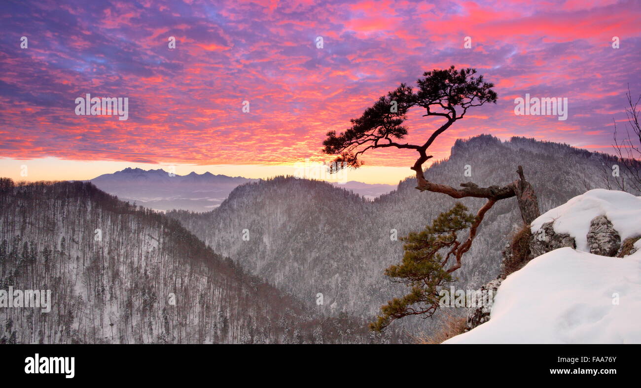 Allein einzelne Kiefer im Sokolica Cliff Pieninen-Nationalpark bei Sonnenuntergang, Polen Stockfoto