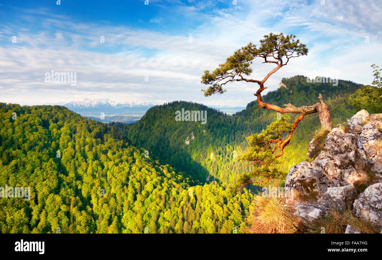 Allein einzelne Kiefer am Gebirge Pieniny-Nationalpark, Polen Stockfoto