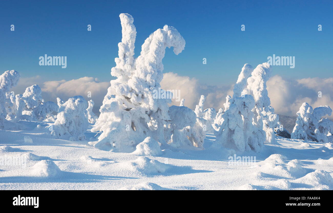 Winterlandschaft im Riesengebirge, Polen Stockfoto