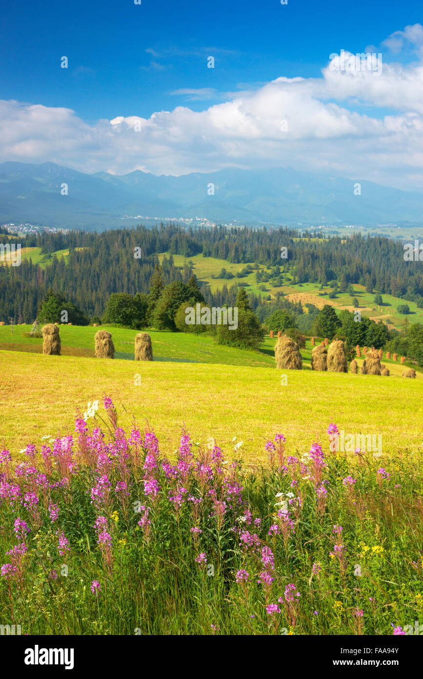 Landschaft Frühlingslandschaft, Region Podhale, Polen Stockfoto