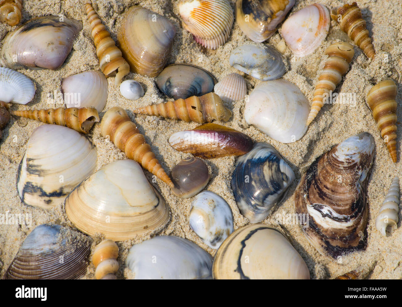 Textur der kleine Muschel auf Meeressand, Textur, dafГјr auf Sand, anders, Meer, schön, das Meer, das Meer, ein Meer anders Stockfoto