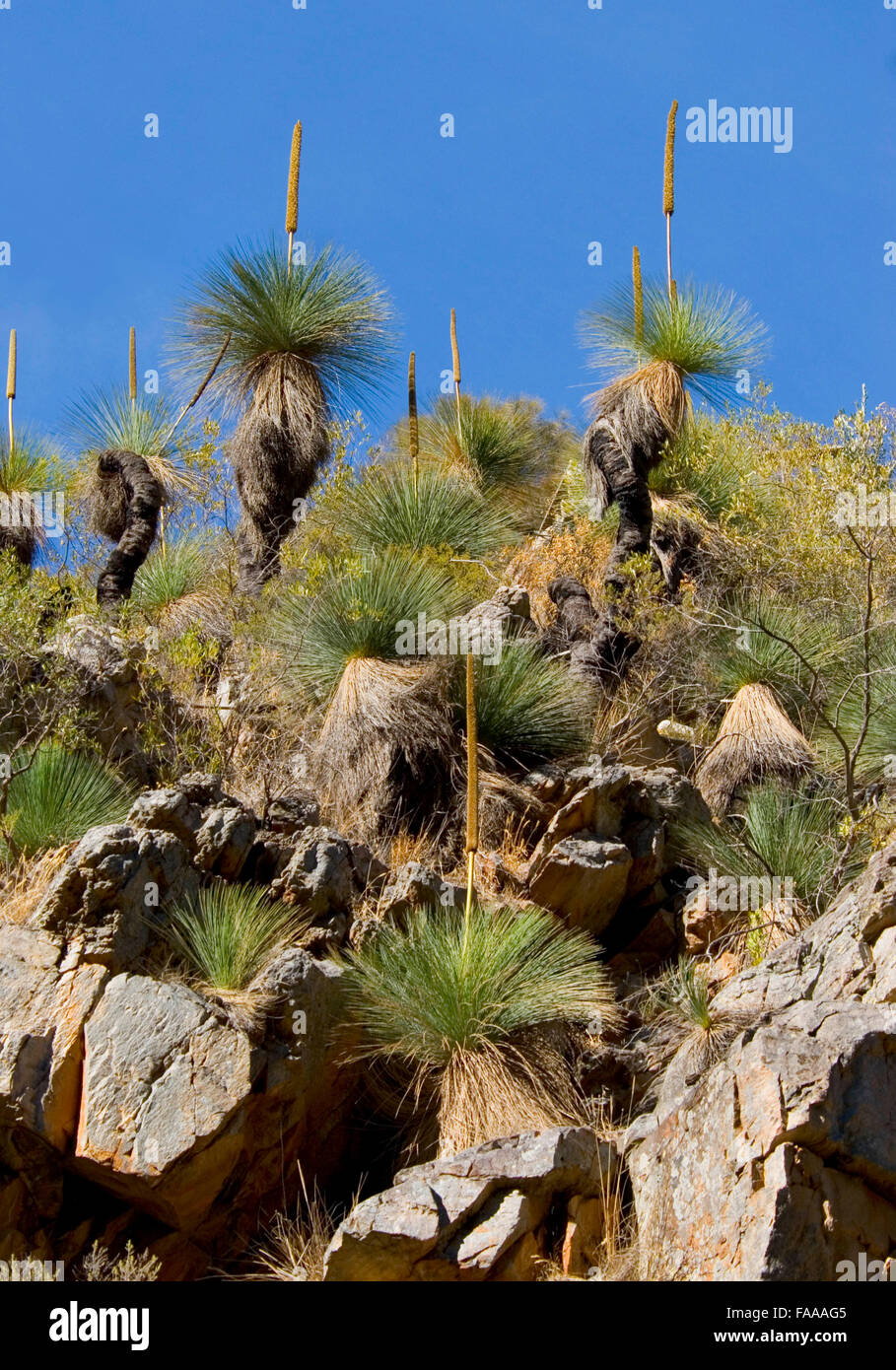 Australische Buschland, einschließlich mehrerer "blackboy "Pflanzen der 'xanthorrhoea" Gattung, Mid-Winter. australische Pflanzen, australischen Ureinwohner Stockfoto