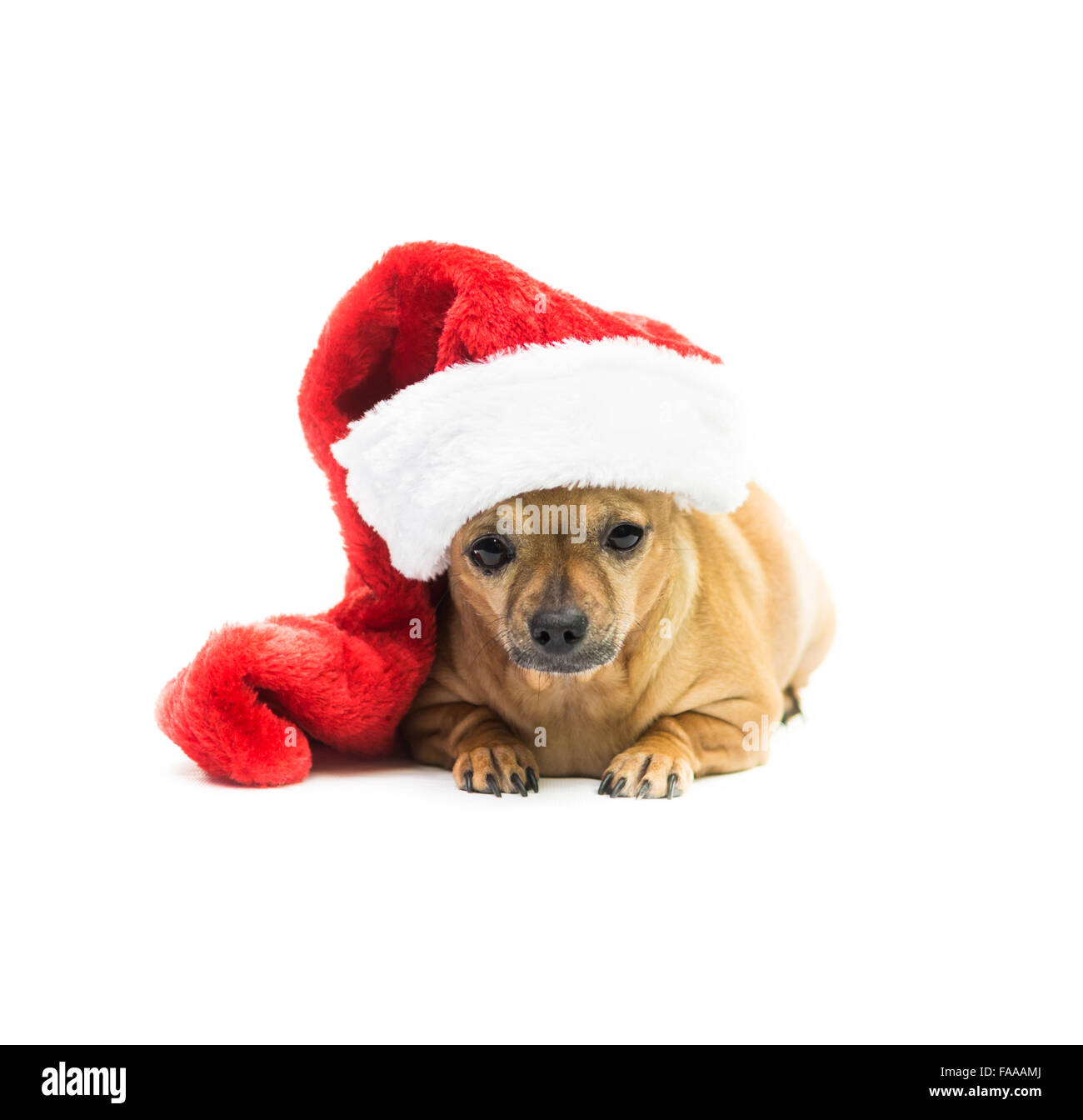 Chihuahua Hund Wearing Weihnachts-Strumpf - Zentrum Stockfoto