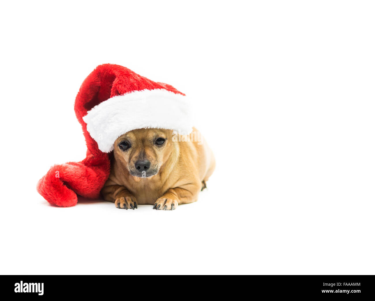 Chihuahua Hund Wearing Weihnachts-Strumpf - linke Seite Stockfoto