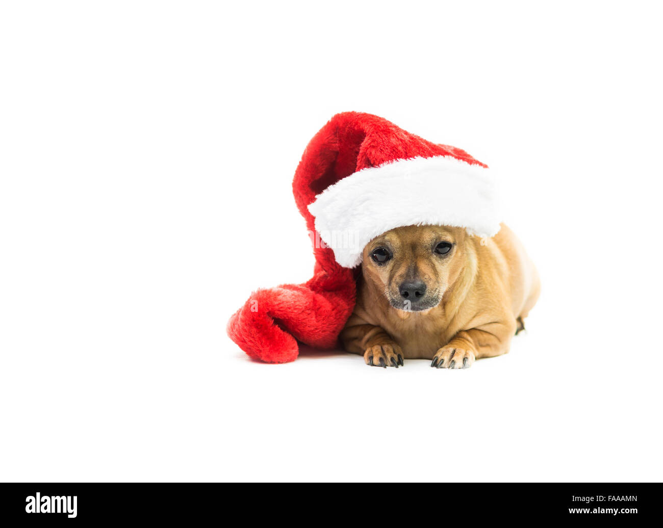 Chihuahua Hund Wearing Weihnachts-Strumpf - rechts Stockfoto