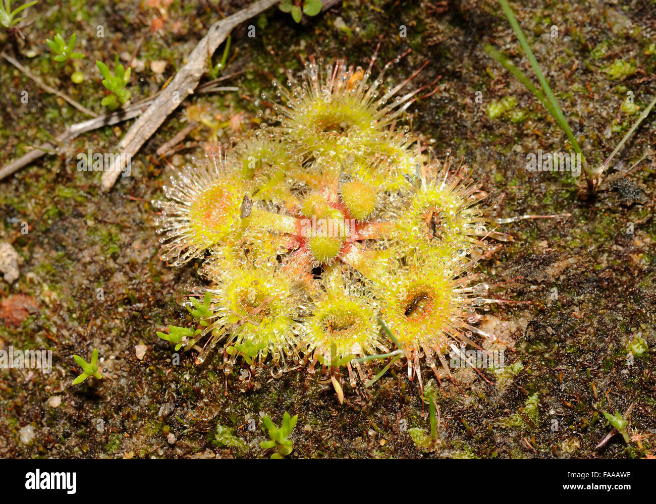 Sonnentau (Drosera) Fleischfressende Orchidee Stockfoto