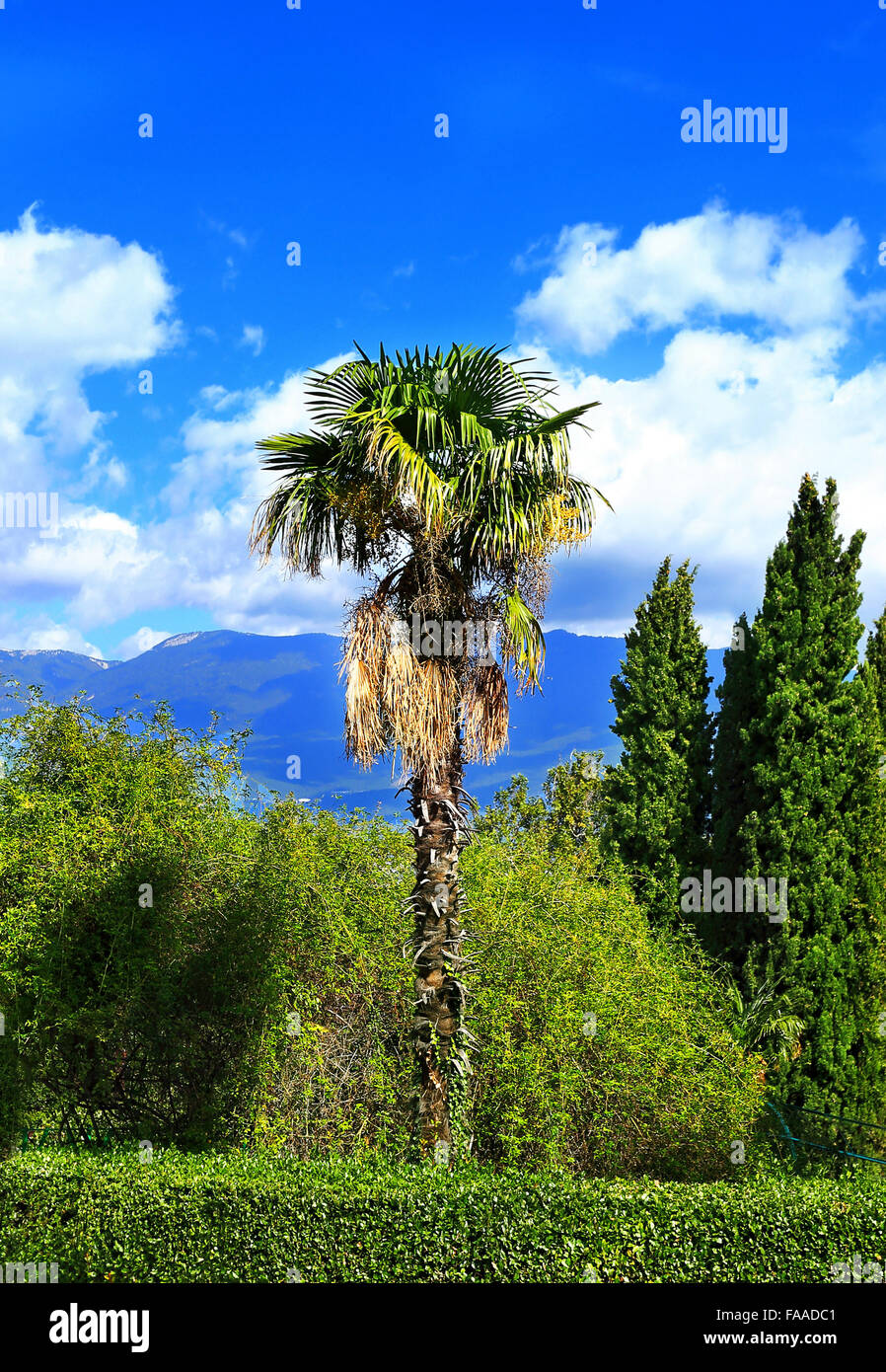 Palme auf einem Hintergrund von Zypressen im subtropischen park Stockfoto