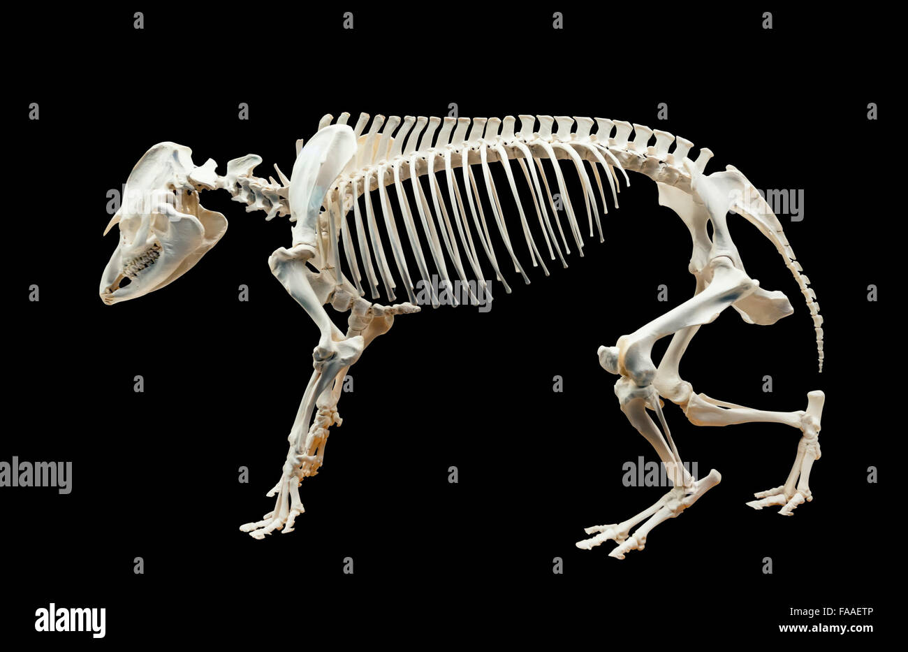 Skelett von Tapir. Über schwarz isoliert Stockfoto