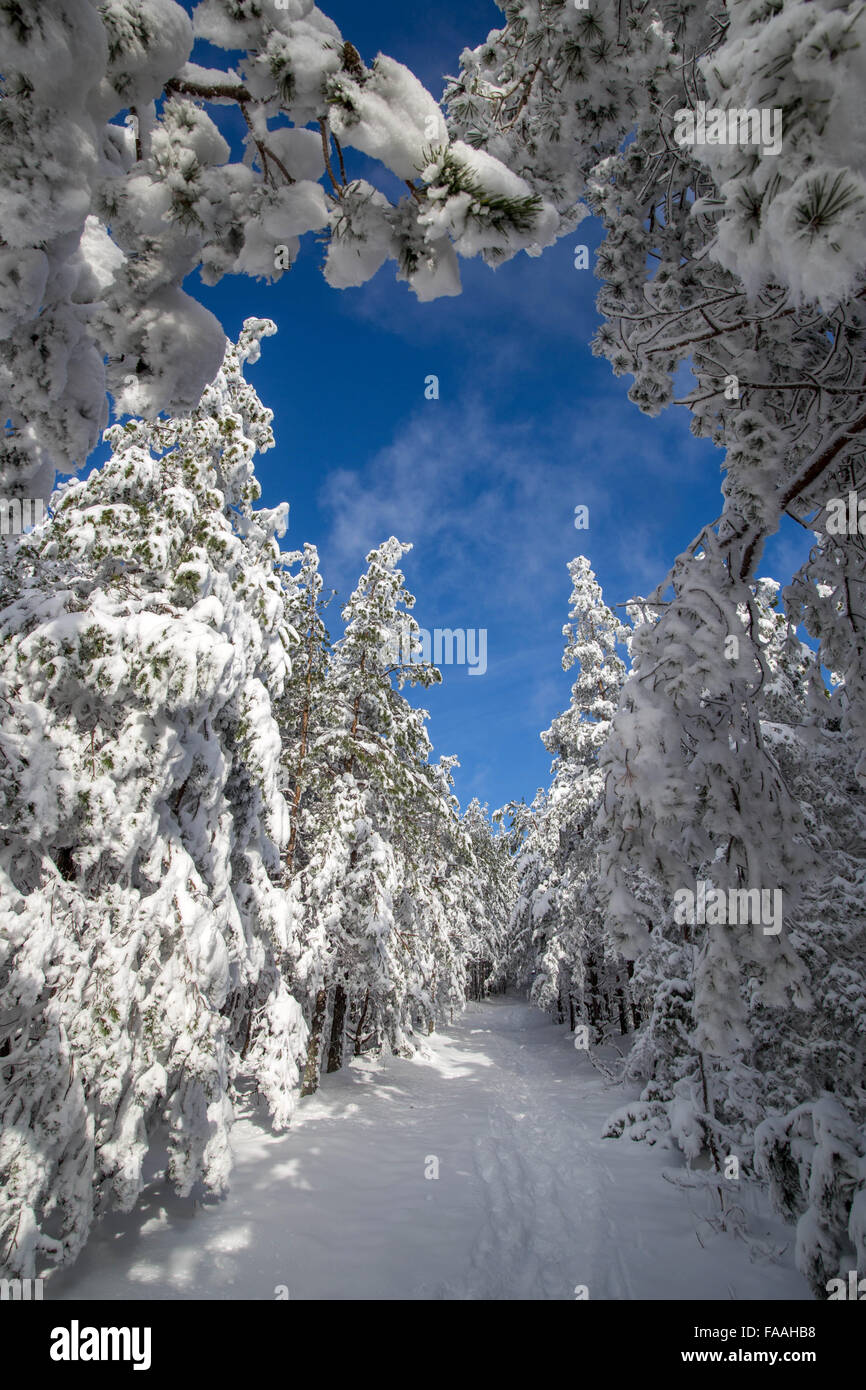 Bäume unter Schnee Stockfoto