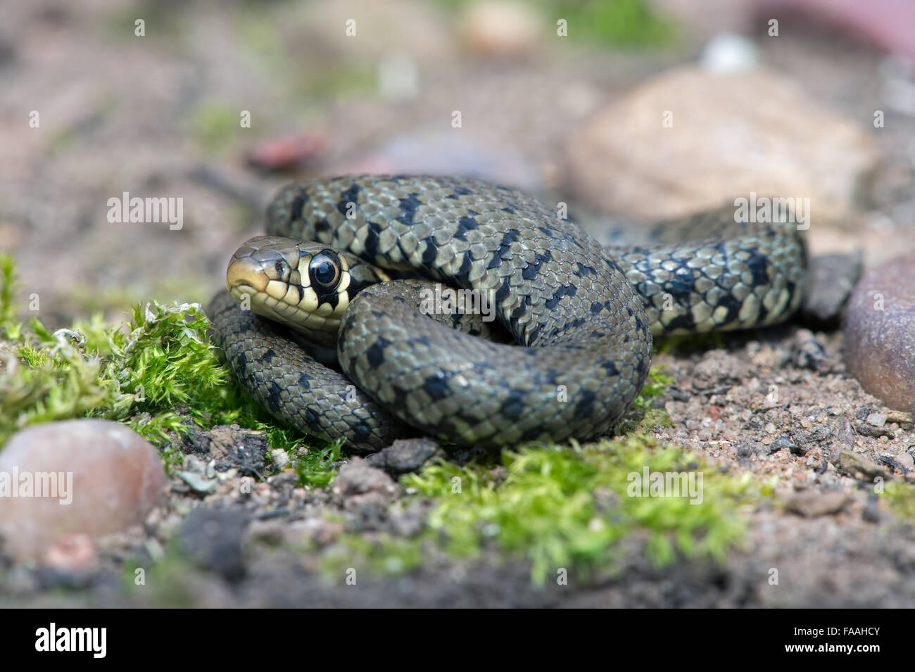 Ringelnatter (Natrix Natrix) Stockfoto