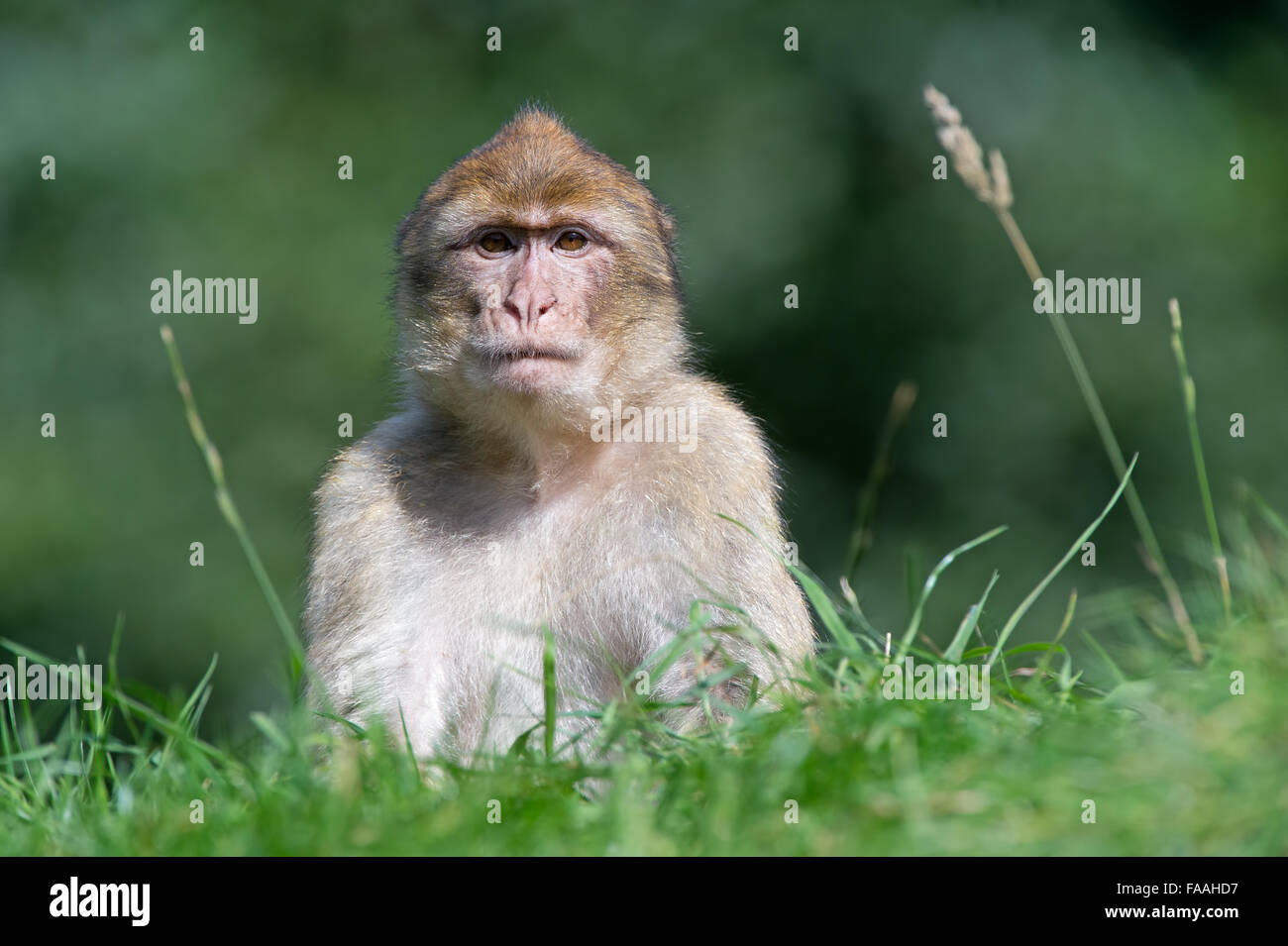 Berberaffe (Macaca Sylvanus) Stockfoto