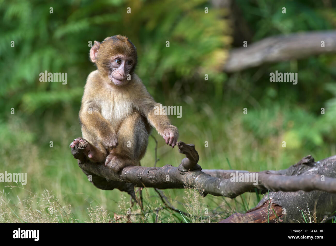 Berberaffe (Macaca Sylvanus) Stockfoto
