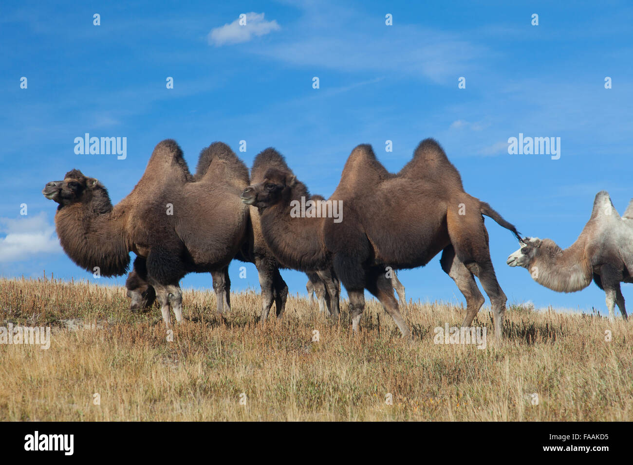 Baktrische Kamele auf dem Hintergrund des blauen Himmels Stockfoto