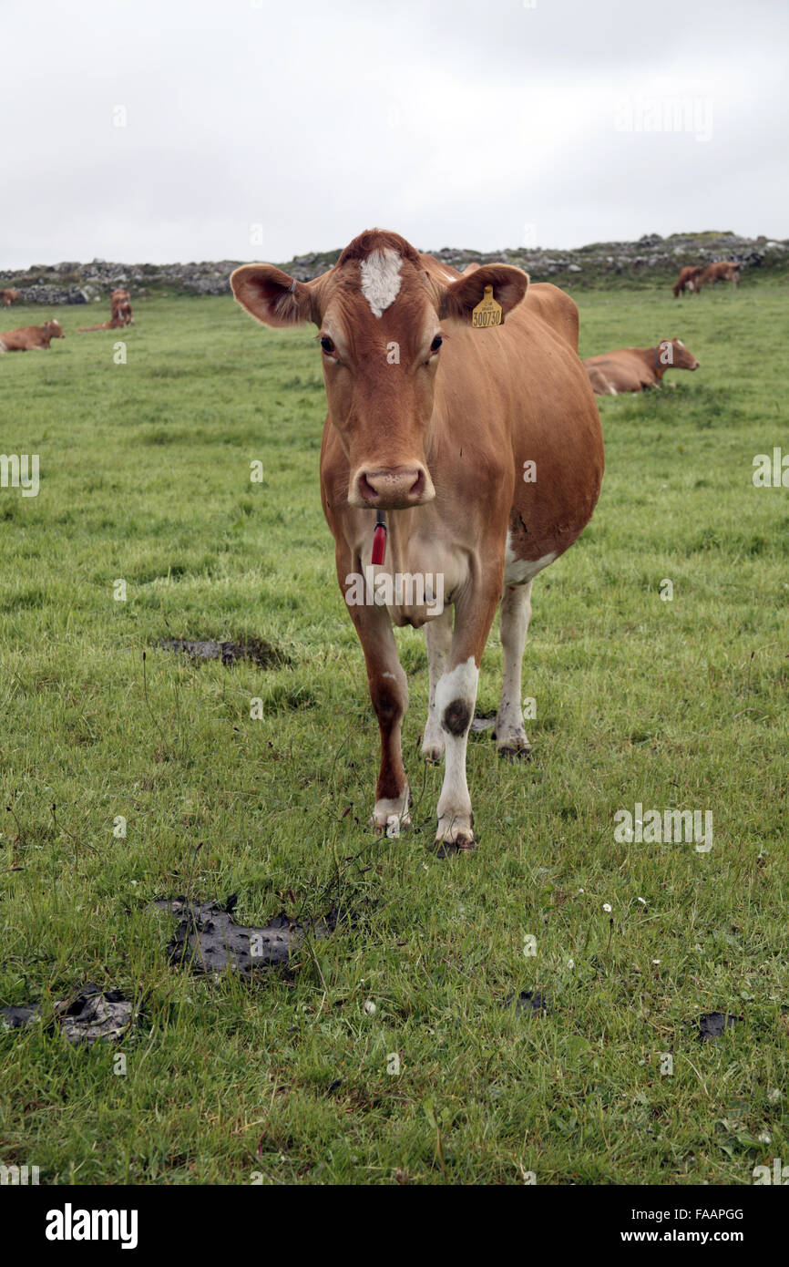 Kuh auf der Suche direkt in der Kamera Stockfoto