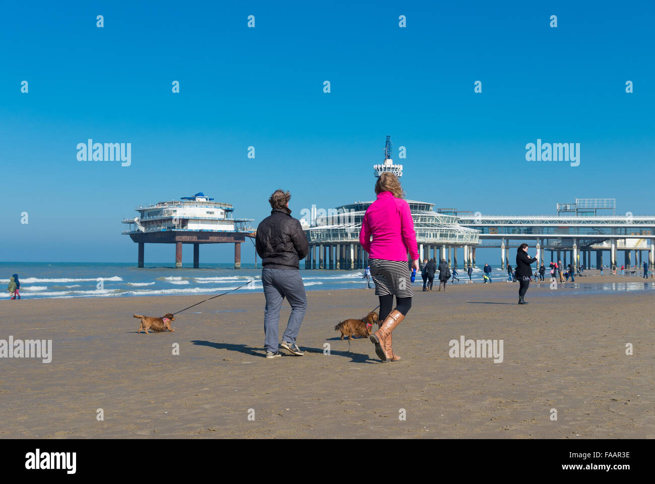 SCHEVENINGEN, Niederlande - 8. März 2015: Unbekannte Menschen lassen ihre Hunde aus einem sonnigen Frühlingstag am Nordseestrand. In t Stockfoto