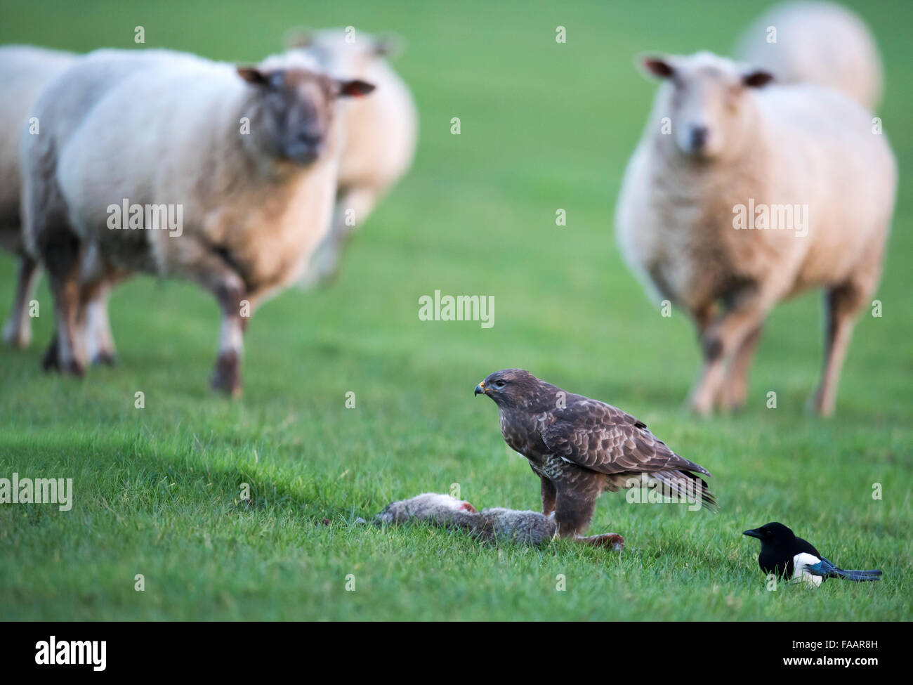 Wilde männliche Mäusebussard Buteo Buteo auf Boden ernähren sich von einem Kaninchen mit neugierigen Schafen auf Stockfoto