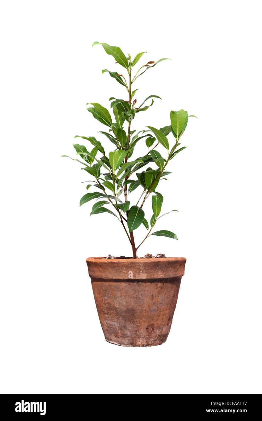 Baum in Töpfen auf weißen Hintergrund isoliert Stockfoto