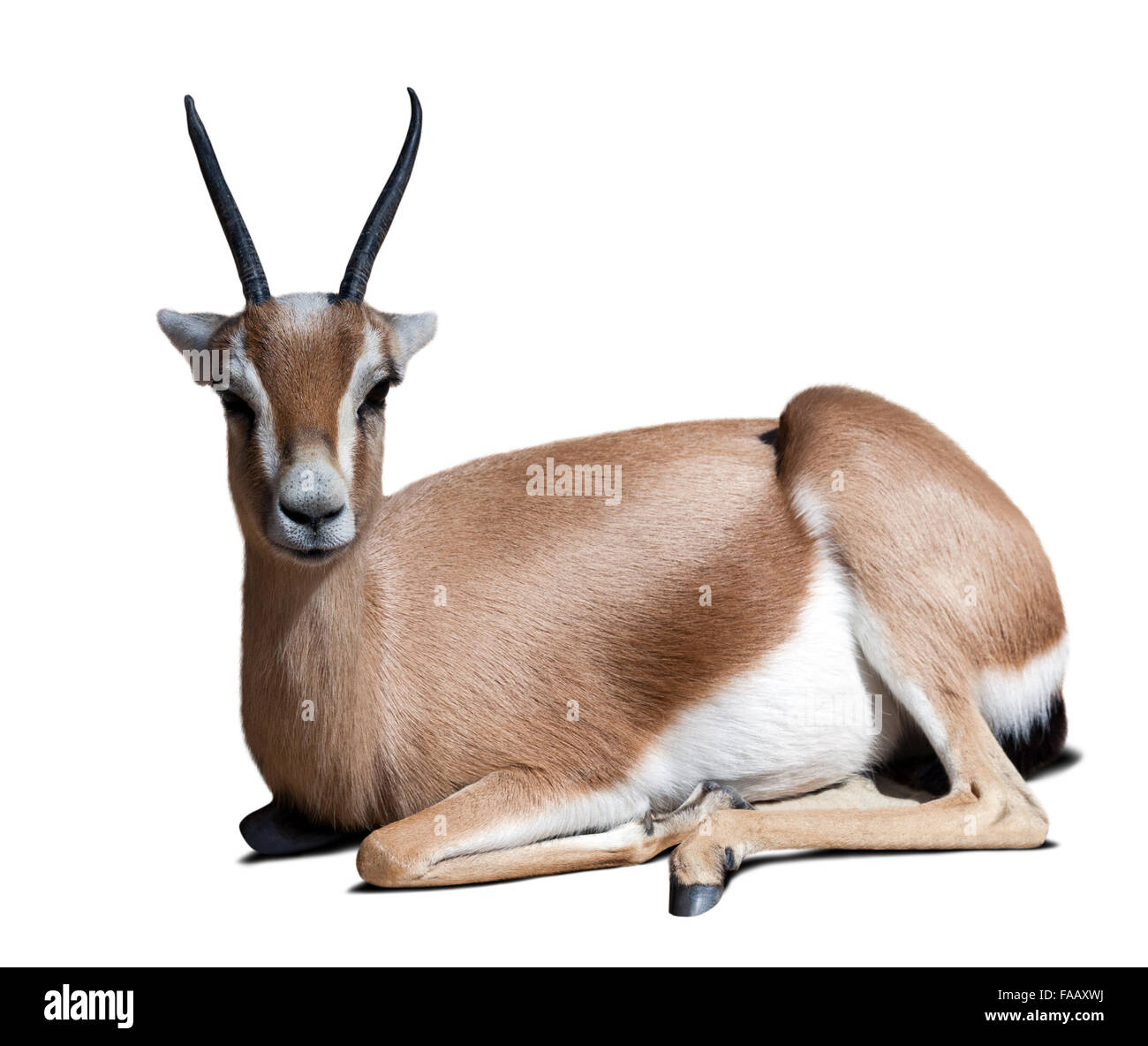 Sitzen Erwachsene Dorcas Gazelle.  Isoliert in weiß mit Schatten Stockfoto